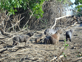 Capybara