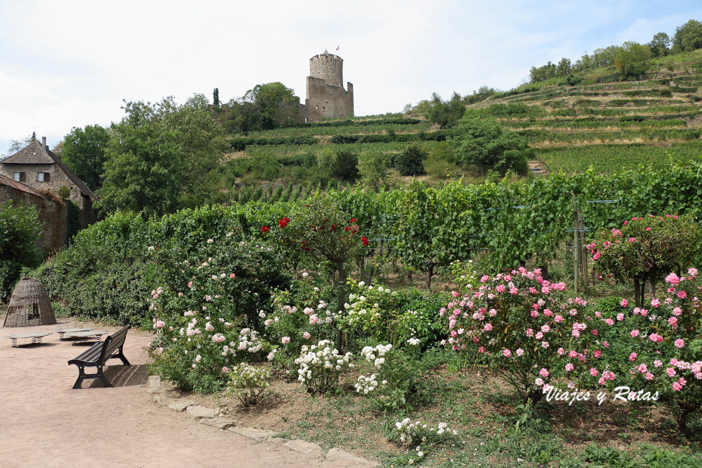 Castillo de Kaysersberg, Alsacia