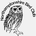 NBC Little Owl logo