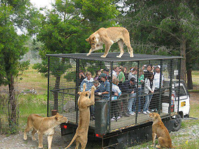 This is the correct way to see the wild animals