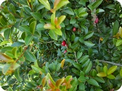 DSC01171