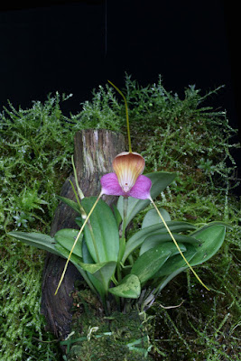 Masdevallia caudata care and culture