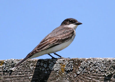 Suirirí boreal Tyrannus tyrannus