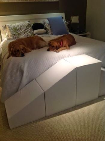 cães grandes subindo em cama alta