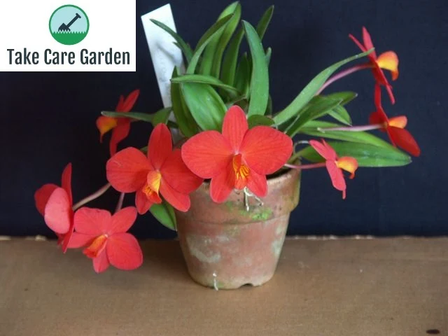 Orquídea-vermelha Cattleya coccinea: plantio e cuidados