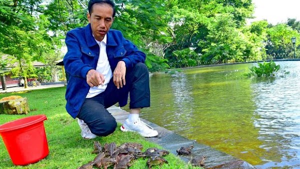 Tolong Bantu, Pak Jokowi Lagi Cari Kodok Jenis Bullfrog untuk Dipelihara di Kolam Istana Bogor