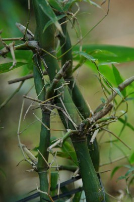 Jual Pohon Sikas Bambu Nagin Tanaman Hias TUKANG TAMAN