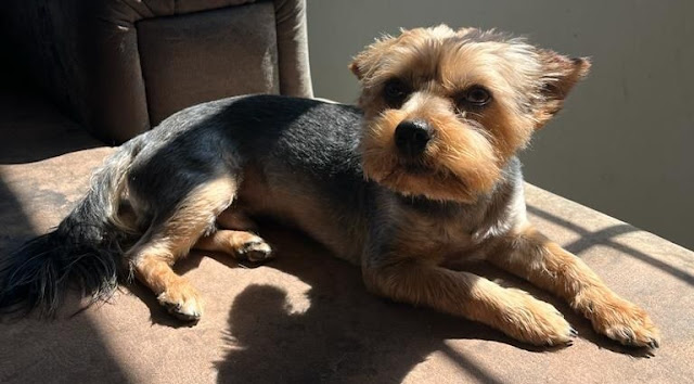 Black & Brown male Yorkshire Terrier laying on a couch