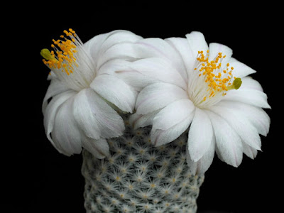 Mammillaria albiflora care and culture