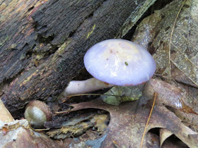 Lilac Fairy Helmet