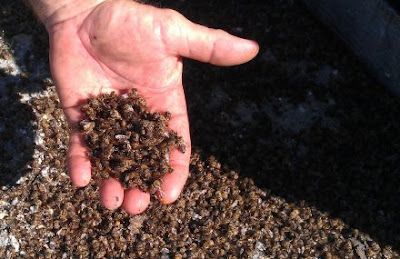 millions of bees mysteriously die in florida