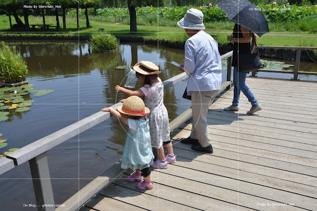 人影　ひと家族４人　古河総合公園　睡蓮池　2015/07/12（日）　夢のヒヨコ （DREAMING CHICK）　矢野顕子