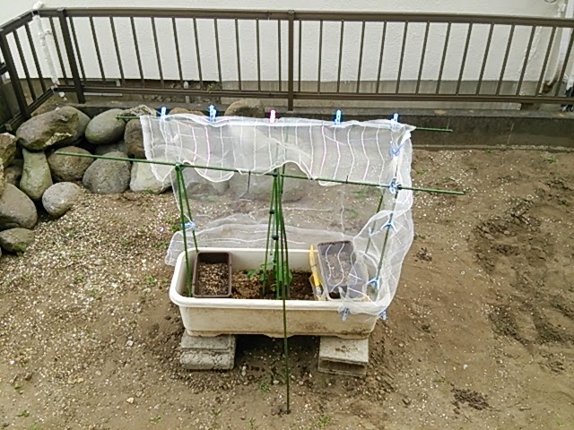 雑食24時 今年は枝豆栽培に挑戦するの巻