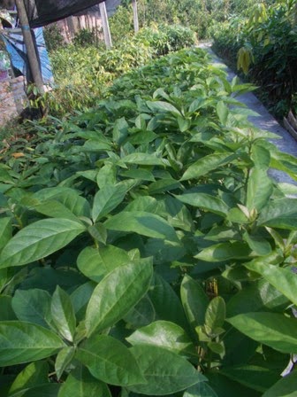 Bibit Alpukat Jual bibit tanaman buah hias hutan Bibit Alpukat Jual bibit tanaman buah hias hutan