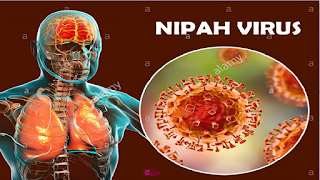 allt om Nipah virus