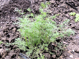 Herbs in the Ohio Garden - Dill