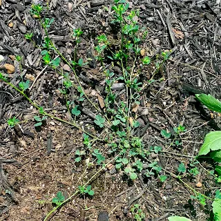 This is Black Medic, Medicago Iupulina from a different viewpoint that I found in my garden.