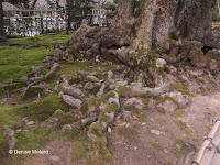 Knotty roots - Kenroku-en Garden, Kanazawa, Japan