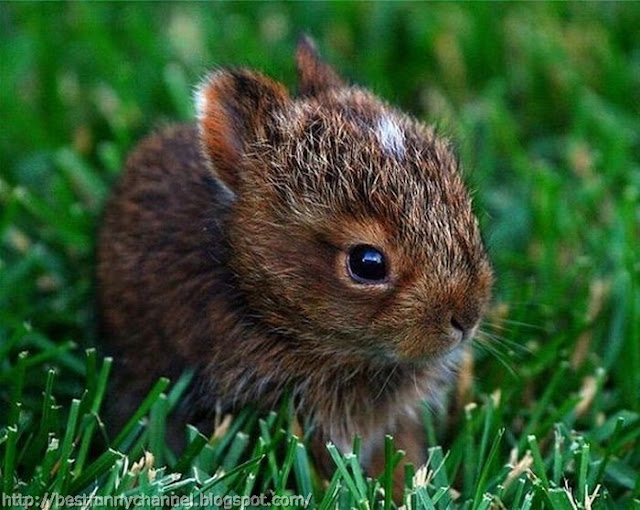 Cute little bunny.