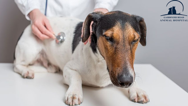 Pet Pharmacy Kingston - The Side Effects of ProHeart Prevention Tablets