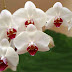 Orchid flowers pictures.