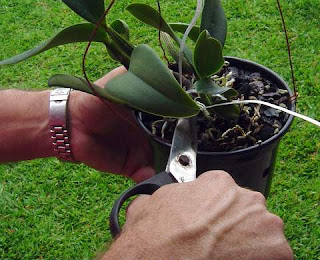 Cultivo de orquídeas