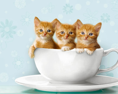 kittens in a tea cup