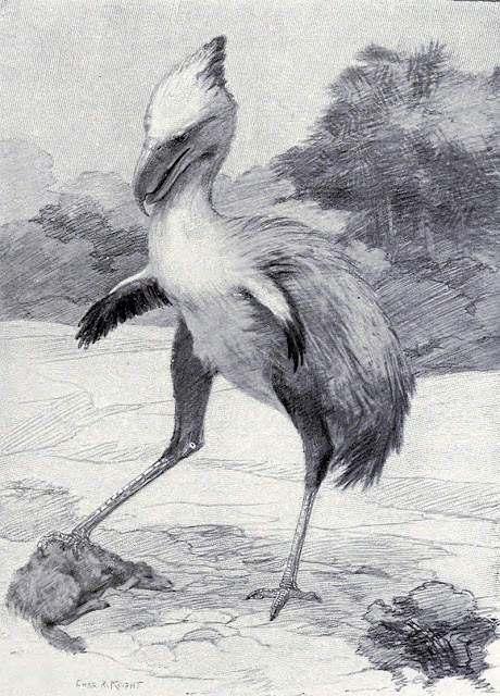 A drawing of the terror bird Phorusrhacos by Charles R. Knight published in Animals of the Past, 1901.