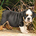 English Bulldog Puppies Picture Black with Blue Eyes