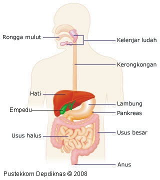 Sistem Pencernaan Pada Manusia