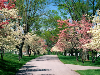 Spring Trees