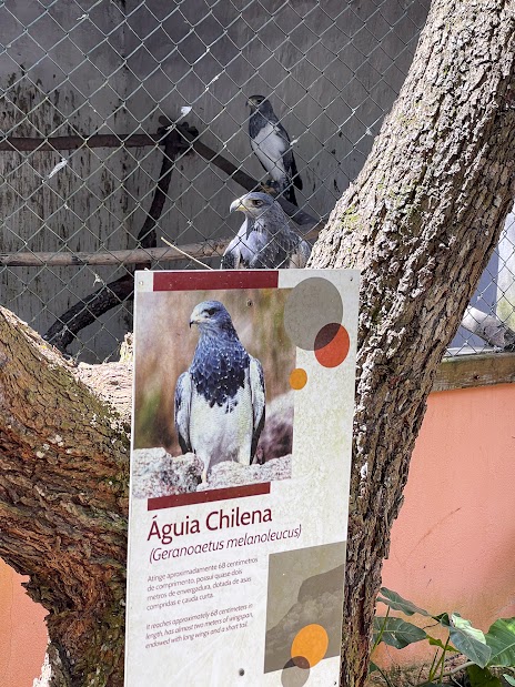 Parque dos Falcões em Sergipe: O Paraíso das Aves de Rapina das Américas