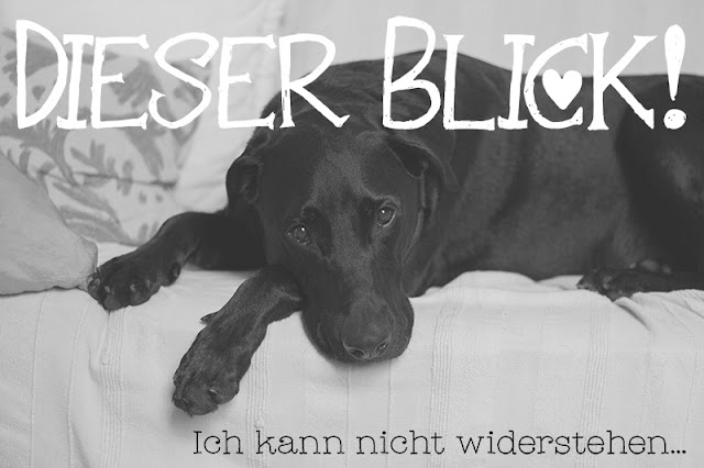 Hundeglück Beispiel 1