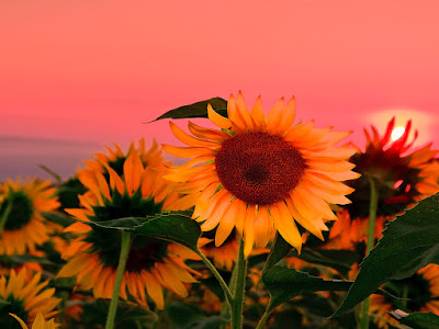 fotografias de bellos girasoles