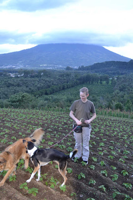 Kristi Benson with two Unidos alumni dogs on a farm on the volcanic slops around Antigua