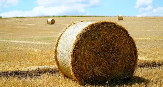 bale, スペルが似ている英単語