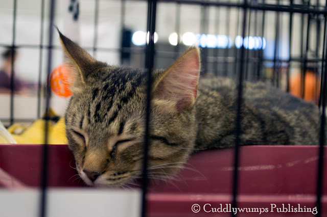 sleeping tabby--National Capital Cat Show 2017