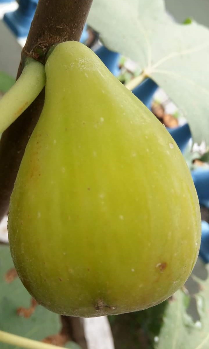 Pohon Ara Tin BUAH  ARA TIN WARNA  HIJAU KUNING 