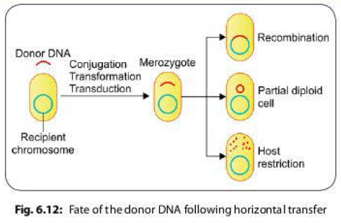 Fate of donor DNA following horizontal transfer