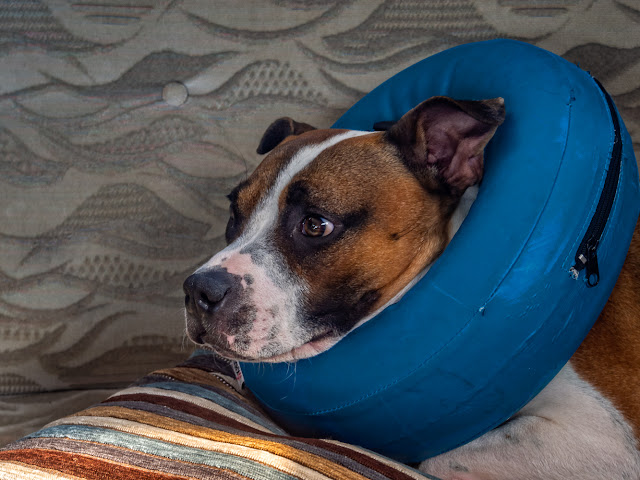 Photo of Ruby in her inflatable collar