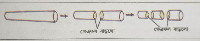 wbbse-class-8-science-model-task-part-3