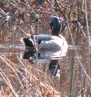 Mallards