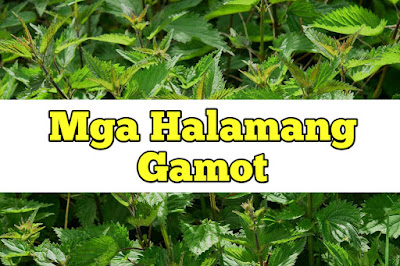 Mga Halamang Gamot