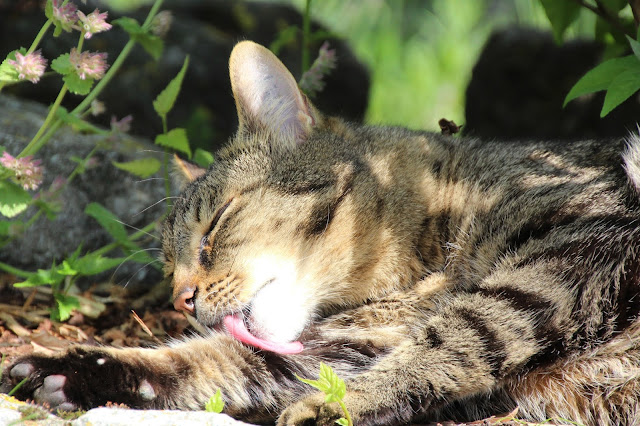 Precioso gato lamiendose