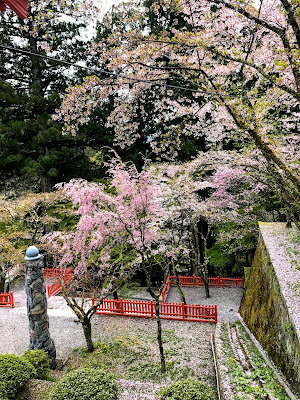 【日帰り吉方位旅行】金運アップの金櫻神社と鬱金の桜