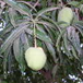 View album