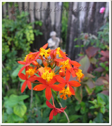 01-31-reedorchids