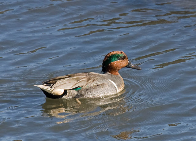 Green-winged Teal