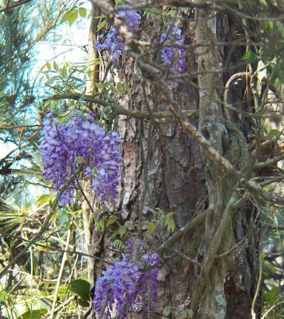 Wisteria © Sid's Sea Palm Treasures 2010-2017