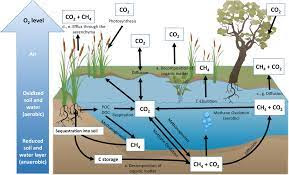 Start CARBON Cultivating BY Decreasing Disintegration